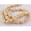 Erose Natural Shell Beads Strands SH012-2