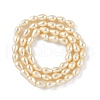 Polished Shell Pearl Beads Strands BSHE-L042-A06-5