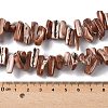 Dyed Natural Trochus Shell Beads Strands SSHEL-C013-09B-4