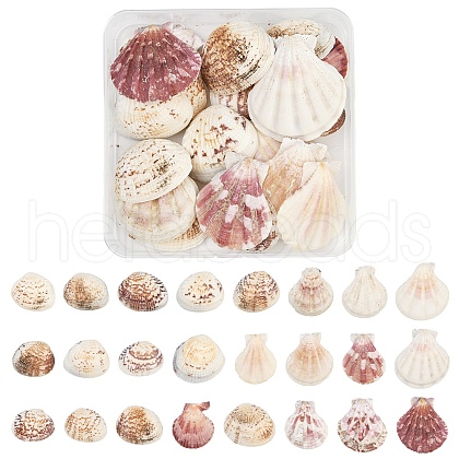 100G 2 Styles Clam Shell Beads SSHEL-YW0001-08-1