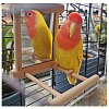 Bird Mirror Birdcage Stand Bar Accessories AJEW-WH0114-38-6