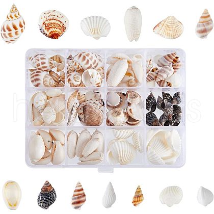 SUPERFINDINGS Natural Shell & Conch Decorations SHEL-FH0001-20-1