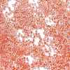 Transparent Inside Colours Glass Seed Beads X1-SEED-H003-04G-3