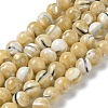 Natural Trochus Shell Beads Strands BSHE-P033-03C-1