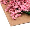 Dried Flower DIY-B018-10-2