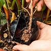 Polypropylene(PP) Plant Root Growing Box AJEW-GA0001-37B-7
