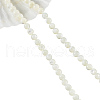 Natural Trochid Shell/Trochus Shell Beads Strands SHEL-WH0001-008-2