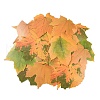 50Pcs Maple Leaf Theme Paper Stickers STIC-P017-C02-4