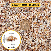 Natural Spiral Shell Beads SSHEL-PH0002-03-2