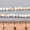 Luminous Natural Seashell Shell Beads Strands SSHEL-N040-05-5