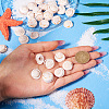 Natural Spiral Shell Red Lip Shell Beads BSHE-TA0002-02-13
