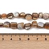 Natural Trochus Shell Beads Strands BSHE-Q050-01A-4