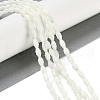 Natural Freshwater Shell Beads Strands BSHE-H109-02-2