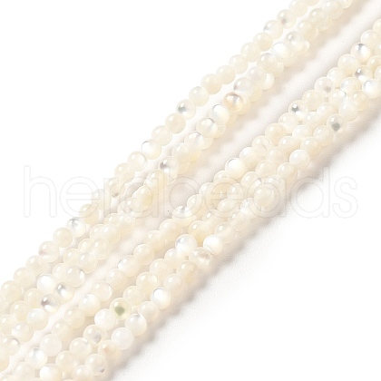 Natural White Shell Beads Strands SHEL-G014-14-1