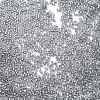 Transparent Inside Colours Glass Seed Beads X1-SEED-H003-04D-3