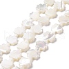 Natural Trochid Shell Beads Strands SSHEL-G023-09B-1