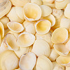 Natural Shell FIND-TAC0026-10B-2