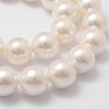 Shell Pearl Bead Strands X-BSHE-L026-03-14mm-3