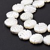 Natural Trochid Shell Beads Strands SSHEL-G023-16B-4