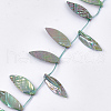 Freshwater Shell Beads Strands SHEL-T012-51B-1