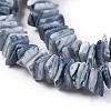 Natural Shell Beads Strands X-BSHE-I008-01-3