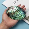 Natural Abalone Shell/Paua Shell Display Decoration SSHEL-F0005-01-4