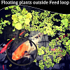 CREATCABIN 2 Sets EVA Foam Feeding Ring for Fish AJEW-CN0002-52A-5