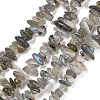 Natural Labradorite Beads Strands G-P332-23-1