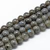 Natural Labradorite Beads Strands G-R446-10mm-14-1