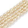 Polished Shell Pearl Beads Strands BSHE-L042-A01-01-2