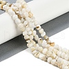 Natural Freshwater Shell  Beads Strands BSHE-H109-06-2