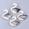 Shell Brooches/Pendants SHEL-S275-73-1