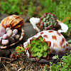 Natural Shell Home Display Decoration Sets SSHEL-T016-13-5