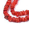 Natural Trochid Shell/Trochus Shell Beads Strands SHEL-S258-081-B06-3