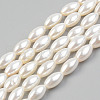 Natural Freshwater Shell Beads Strands SHEL-T017-12-1