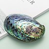 Natural Abalone Shell/Paua Shell Display Decoration SSHEL-F0005-01-5