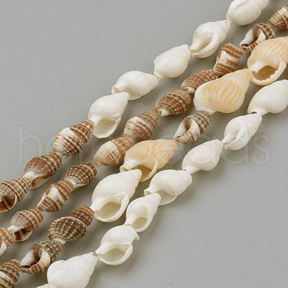Natural Sea Shell Beads Strands SSHEL-R043-05-1
