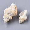 Natural Spiral Shell Beads SSHEL-S258-75-3
