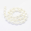 Shell Pearl Beads Strands BSHE-P024-05-2