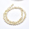 Shell Bead Strands SSHEL-P015-01B-8mm-2