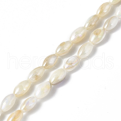 Natural Freshwater Shell Beads Strands SHEL-C003-06-1