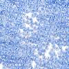 Glass Seed Beads SEED-A011-2mm-146-2