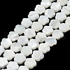 Natural Trochus Shell Beads Strands X-BSHE-P033-07-1