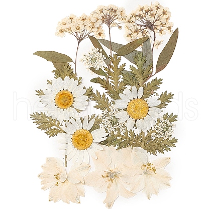 Pressed Dried Flowers DIY-YWC0001-100-1