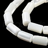 Natural Trochus Shell Beads Strands X-BSHE-Z003-18-3