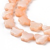 Natural Freshwater Shell Beads Strands SHEL-H002-02-6