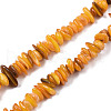 Natural Freshwater Shell Beads Strands SHEL-S278-071C-1