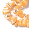 Dyed Natural Trochus Shell Beads Strands SSHEL-C013-09C-3