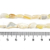 Natural Trochus Shell Beads Strands BSHE-H109-05-5