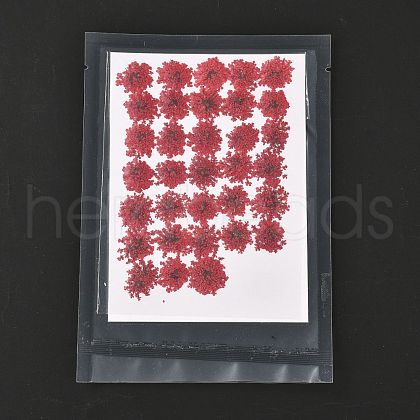Pressed Dried Flowers DIY-K032-58C-1